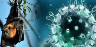 Nipah Virus in keral