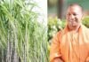 गन्ना किसानों को योगी सरकार का बड़ा उपहार, गन्ना मूल्य ₹30 प्रति कुन्तल बढ़ा
