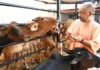 गो संरक्षण से रोजगार को बढ़ावा… हर जिले में विकसित होगा एक प्रमुख गो-आधारित उद्योग